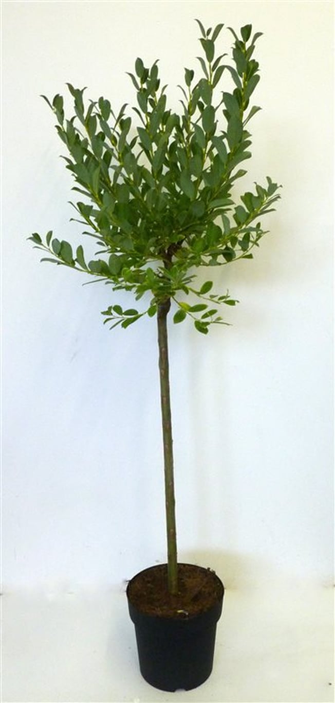 Salix tetrapla - 60 CM Stem C3